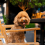 los mejores cafés y restaurantes para perros en Singapur