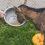 La importancia de una nutrición adecuada para el bienestar y productividad de los animales de granja