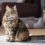 La increíble vida secreta de las RAZAS DE GATOS POPULARES futuristas