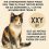 ¿Por qué el GATO CALICÓ es un símbolo retro de genética felina única?