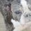 ¿Necesitan los perros cuidados especiales en zonas isleñas?