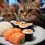 GATOS QUE NO QUIEREN COMER y el misterio del comedero futurista