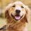 El ADN del carácter canino no miente
