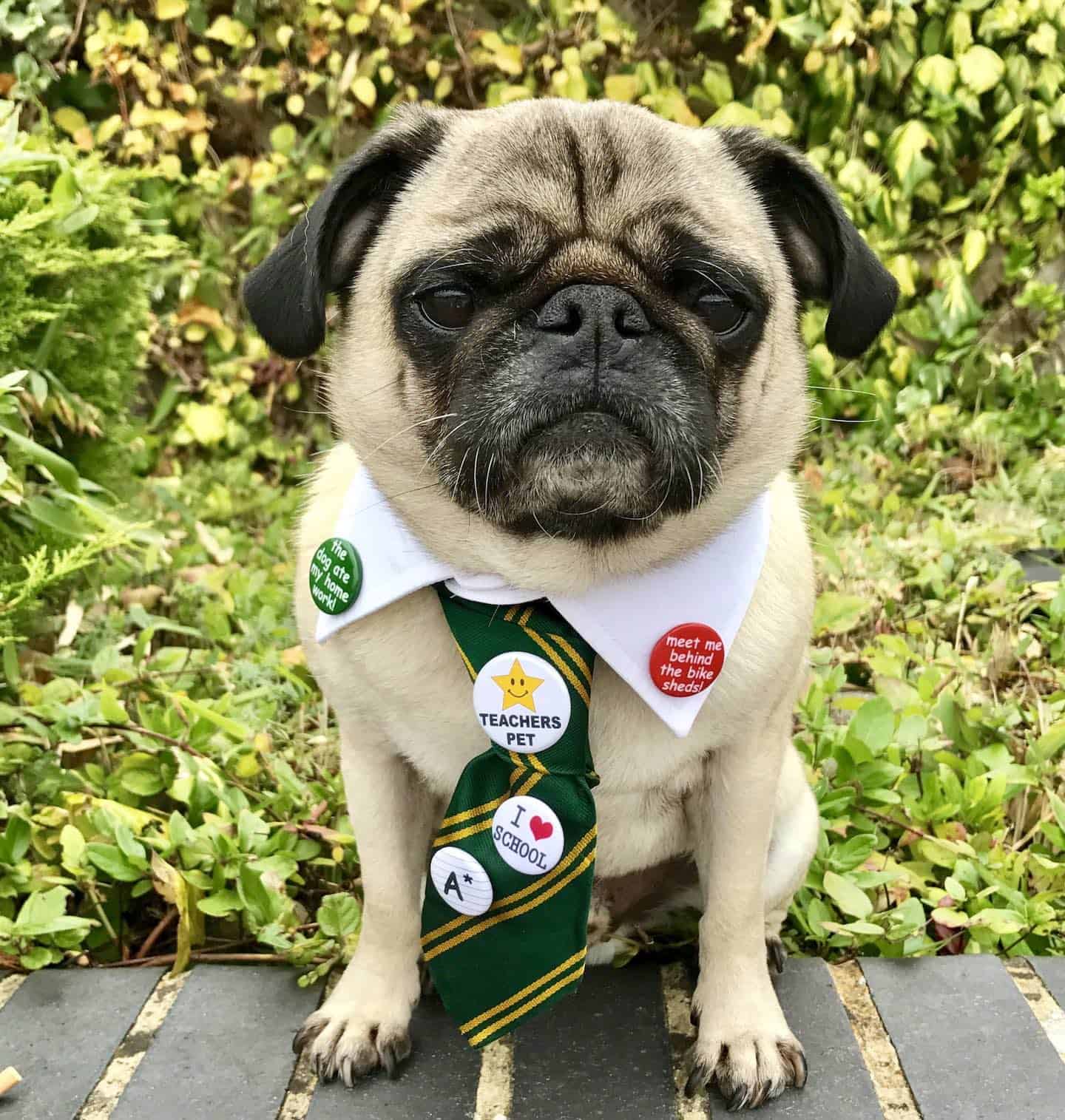 https://mascotasnews.com/wp-content/uploads/2026/01/Doug-the-Pug-Therapy-Dog-Dog-Stories-2020-3.jpg