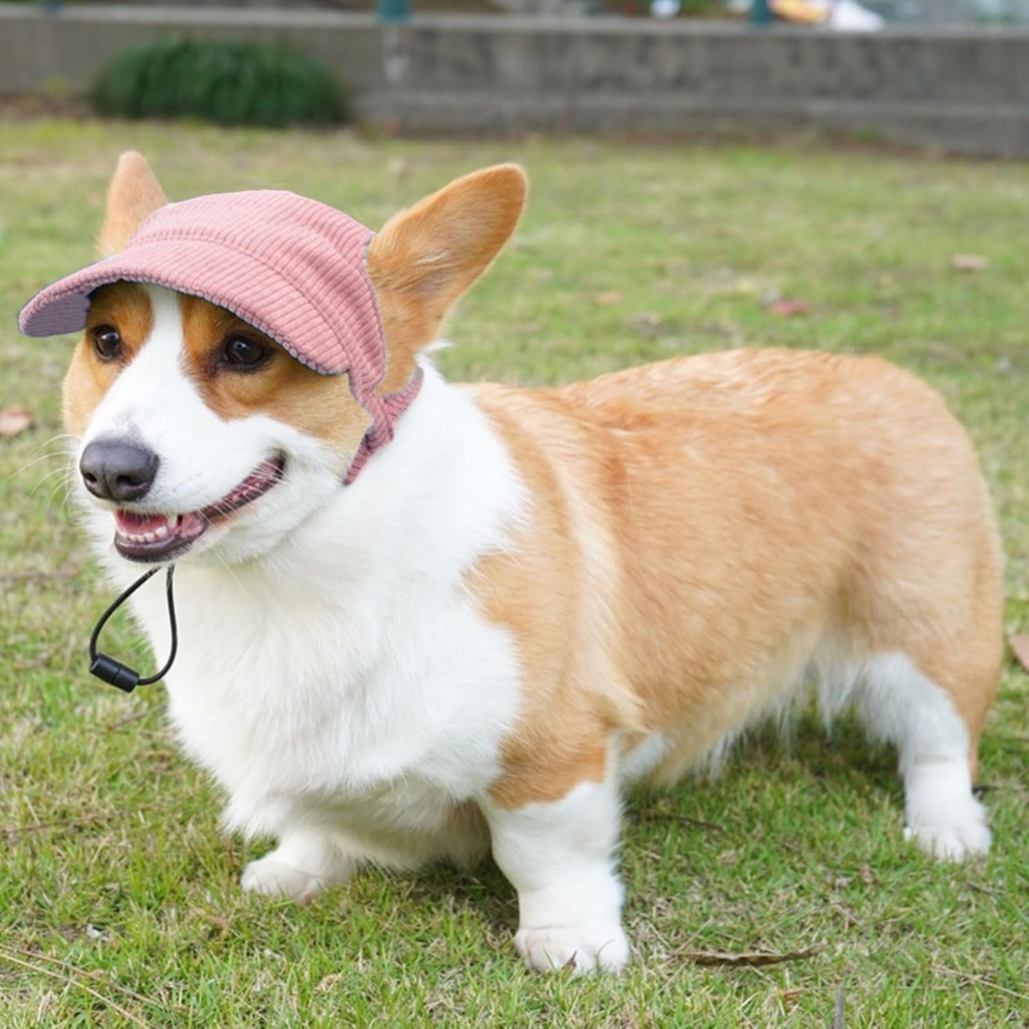 Sol, Calor y Mascotas: Cómo Proteger a tu Peludo de los Rayos UV 6 gorra