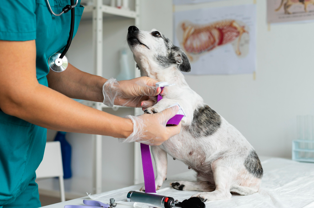 Controles veterinarios regulares favorecen una mejor calidad de vida animal 2 775318 Dyrvet