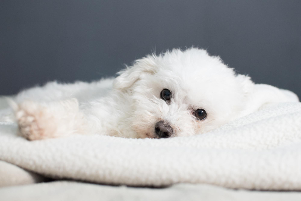 Elegir un perro pequeño requiere pensar más allá de su tamaño 2 784993 Candoloton